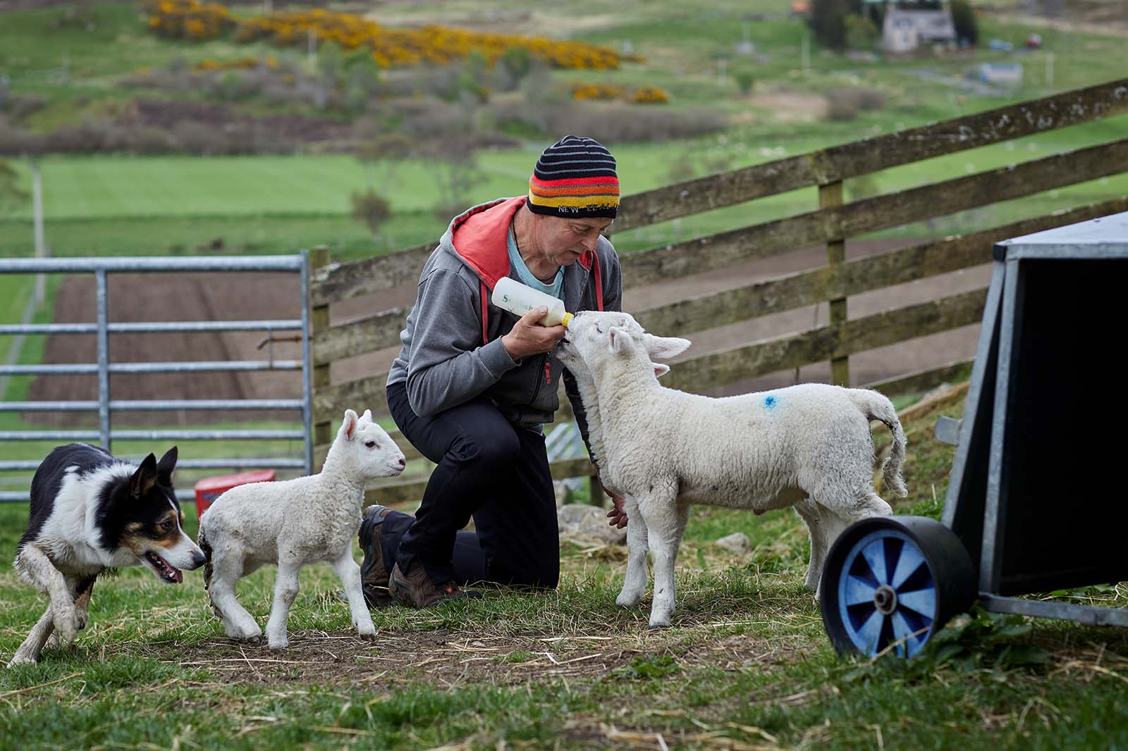 A person in a striped beanie kneels on grass near a wooden fence and bottle-feeds a white lamb while a black-and-white dog watches tenderly.