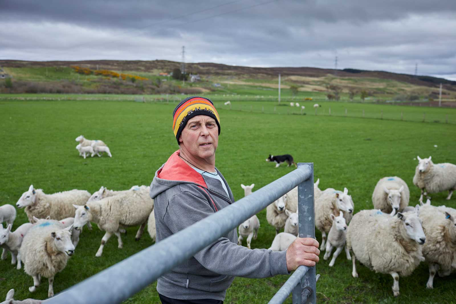 A person stands by a fence overlooking a lush green field with sheep and a herding dog in the background under a cloudy sky.