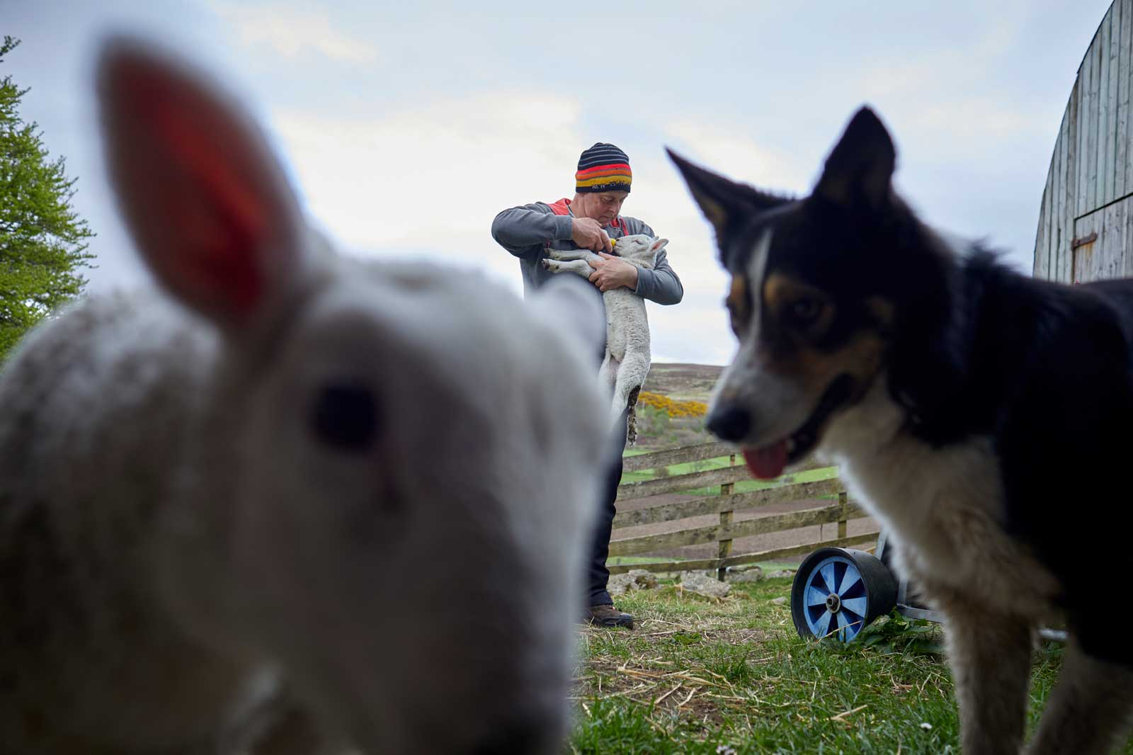 A person holding a lamb whilst a sheep and a dog are in the foreground. A wooden fence and greenery are visible in the background.