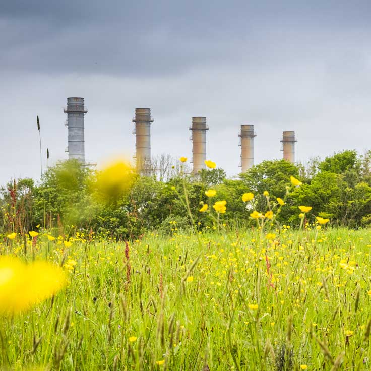 A meadow filled with yellow flowers in the foreground, with industrial smokestacks visible in the background under cloudy skies.