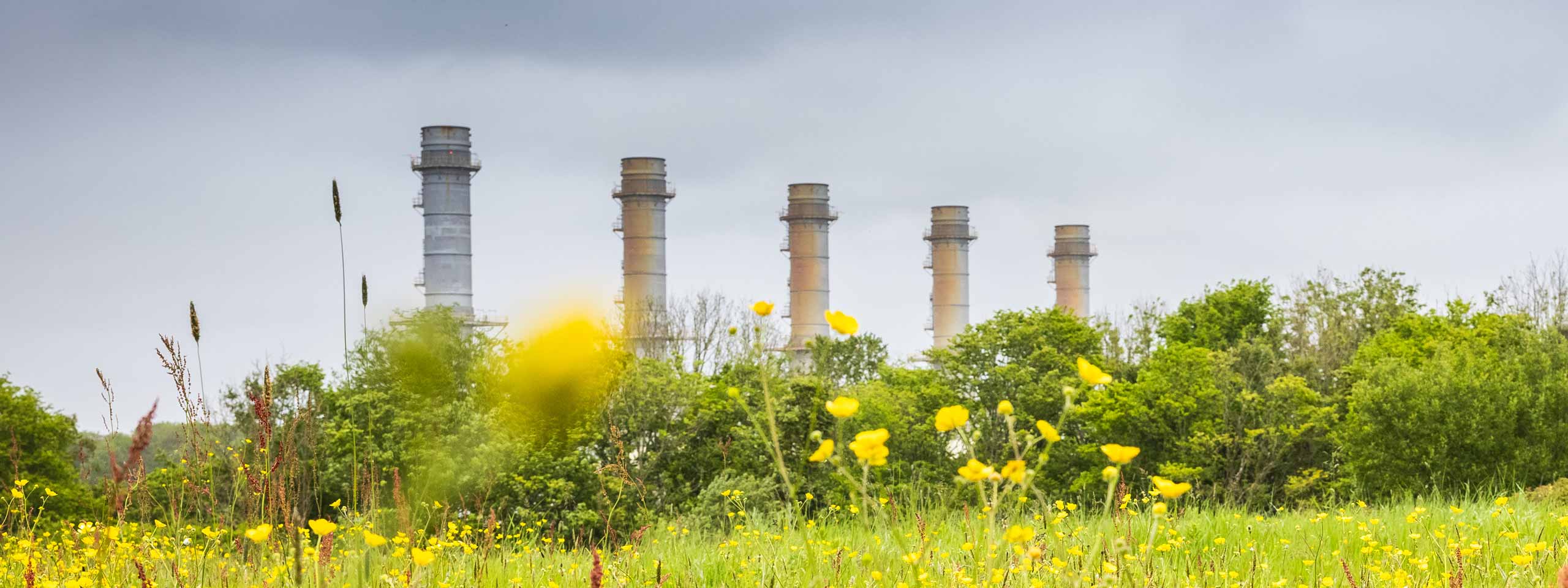 A field of yellow flowers with five tall industrial smokestacks in the background under a cloudy sky.