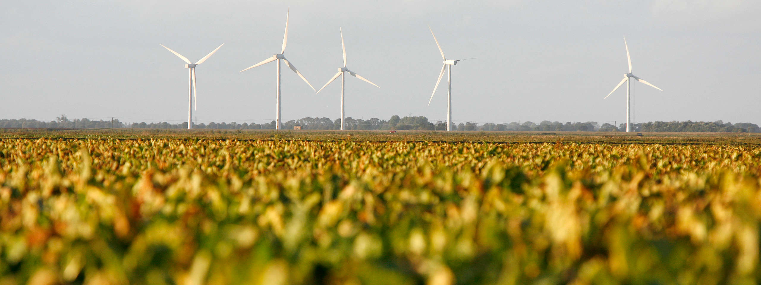 Wind turbines stand tall in a green field, showcasing renewable energy against a clear sky.