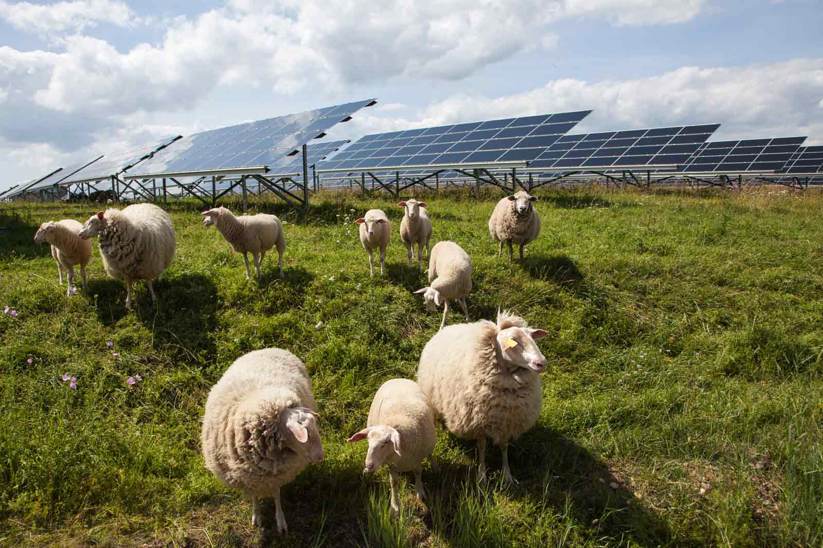 A group of sheep graze in a green field beside solar panels under a blue sky with fluffy clouds.