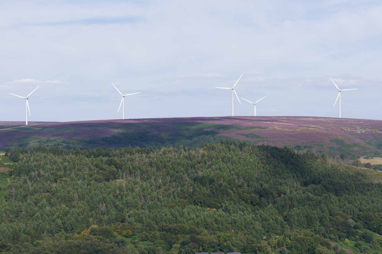 A landscape featuring wind turbines on a purple and green hillside, with dense greenery below under a bright sky.
