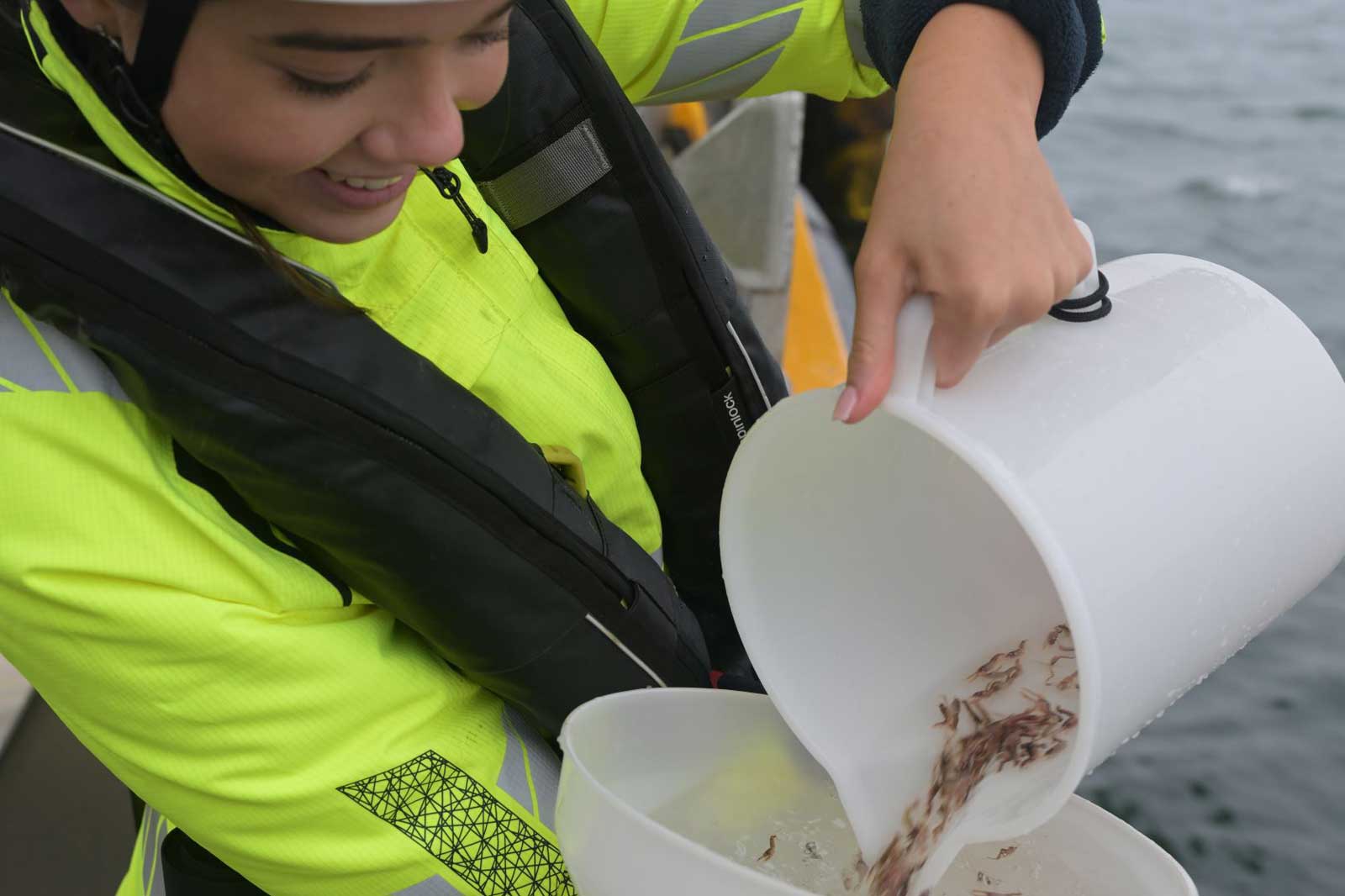 A person in a bright yellow jacket pours small aquatic creatures from a bucket into another container on a boat.