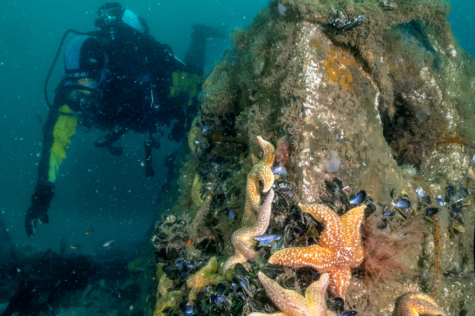 A diver explores an underwater rocky structure covered with starfish and barnacles, surrounded by murky blue water.