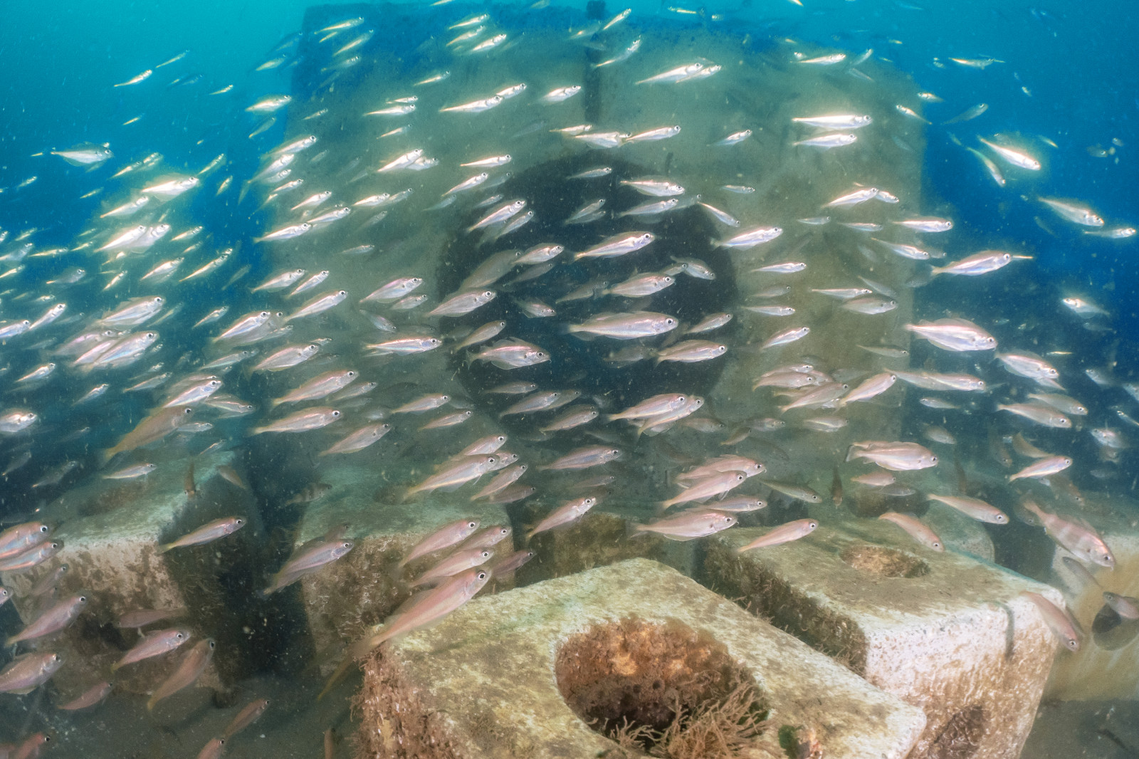 Underwater scene showing a school of small fish swimming near submerged structures covered in coral.