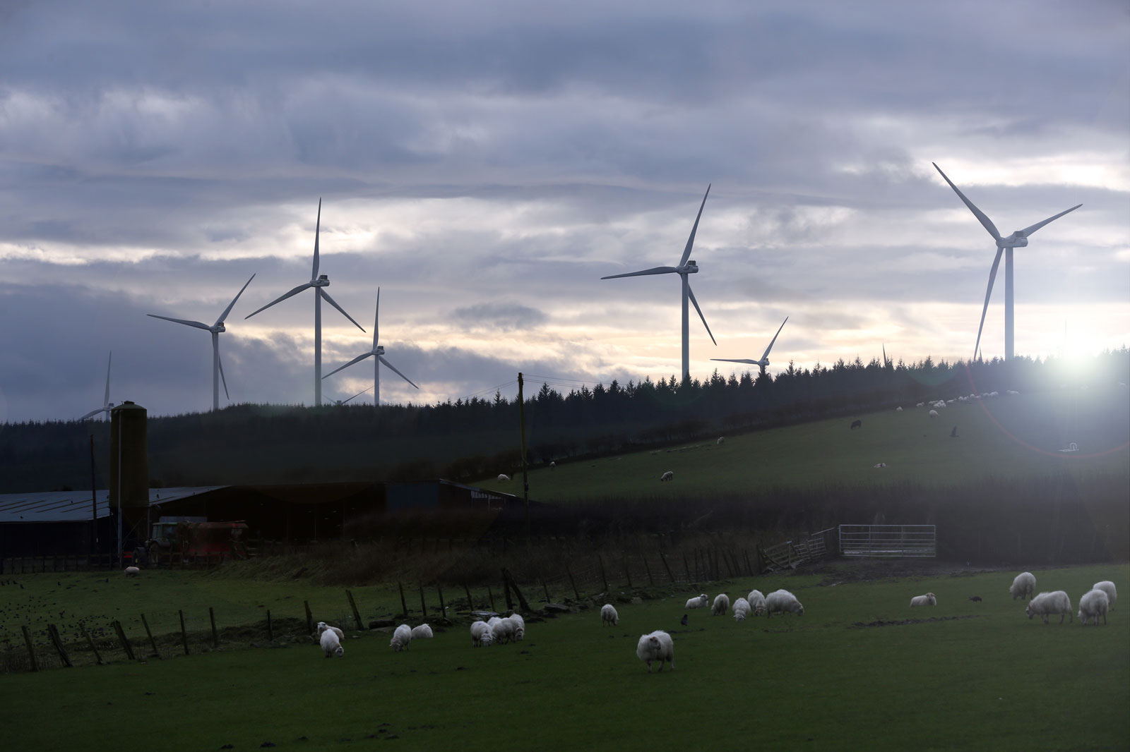 A peaceful rural landscape featuring grazing sheep amidst rolling hills, wind turbines, and a cloudy sky.
