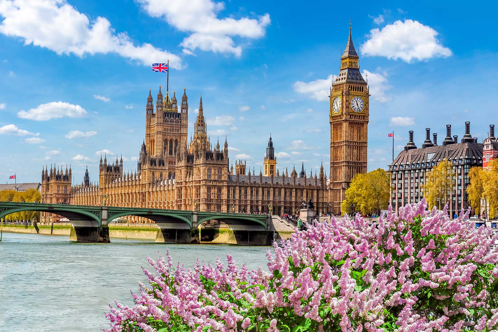 A view of the Houses of Parliament and Big Ben in London, with pink flowers in the foreground and a blue sky.