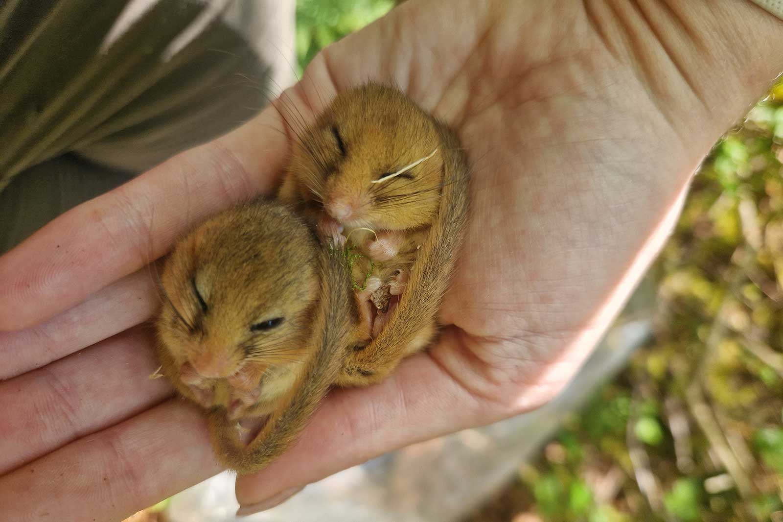 Two small brown mice resting in a person's palm, surrounded by greenery.