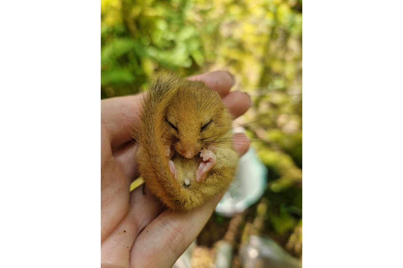 A small brown mice resting in a person's palm, surrounded by greenery.