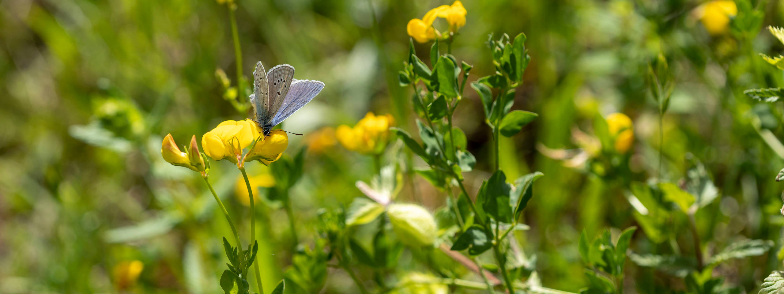 A butterfly perched on a yellow flower among vibrant green foliage in a sunny meadow setting.