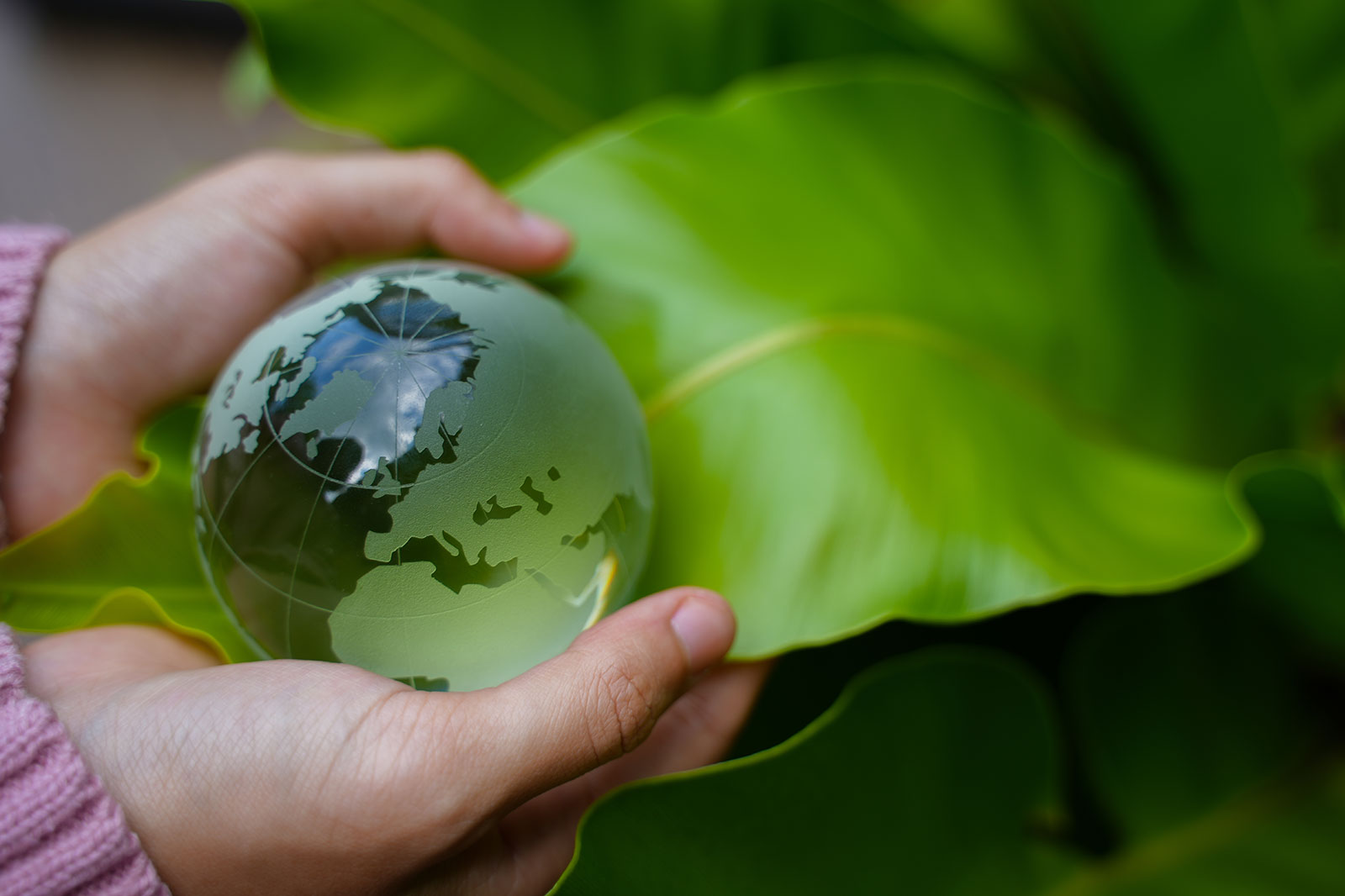 A person holds a glass globe depicting a map of the world, surrounded by large green leaves.
