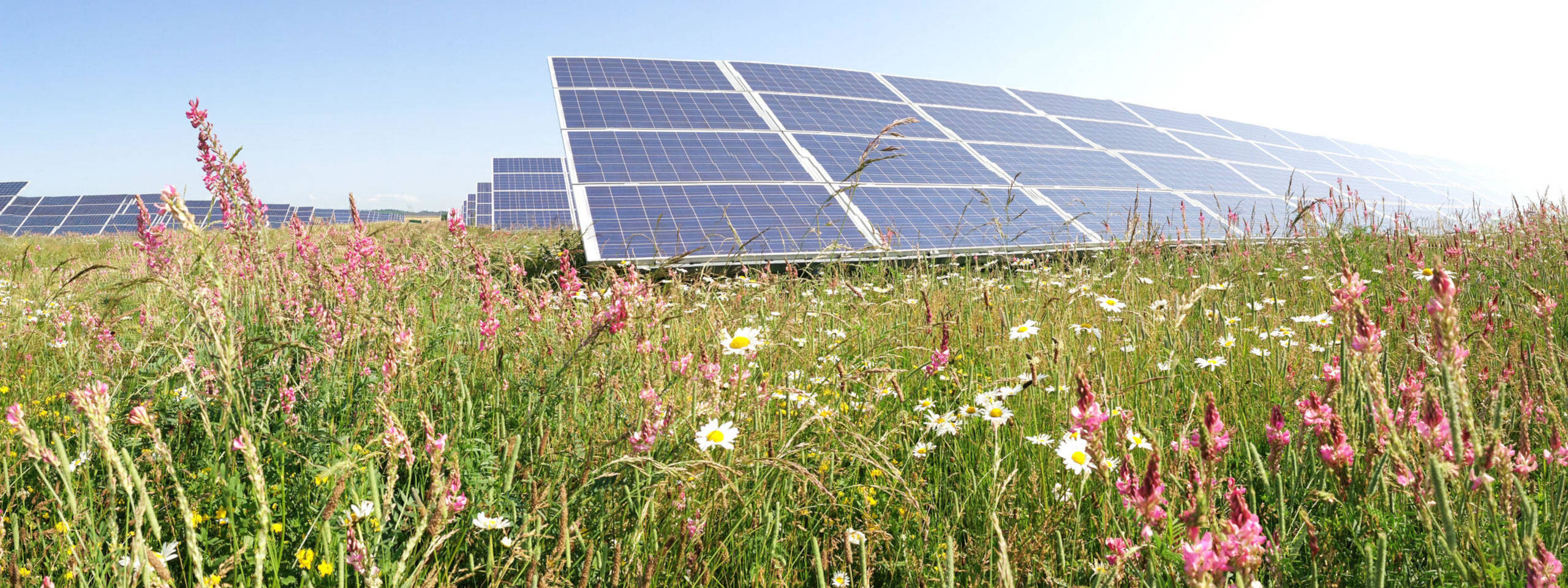 A field with colourful wildflowers in the foreground and solar panels in the background under a clear blue sky.