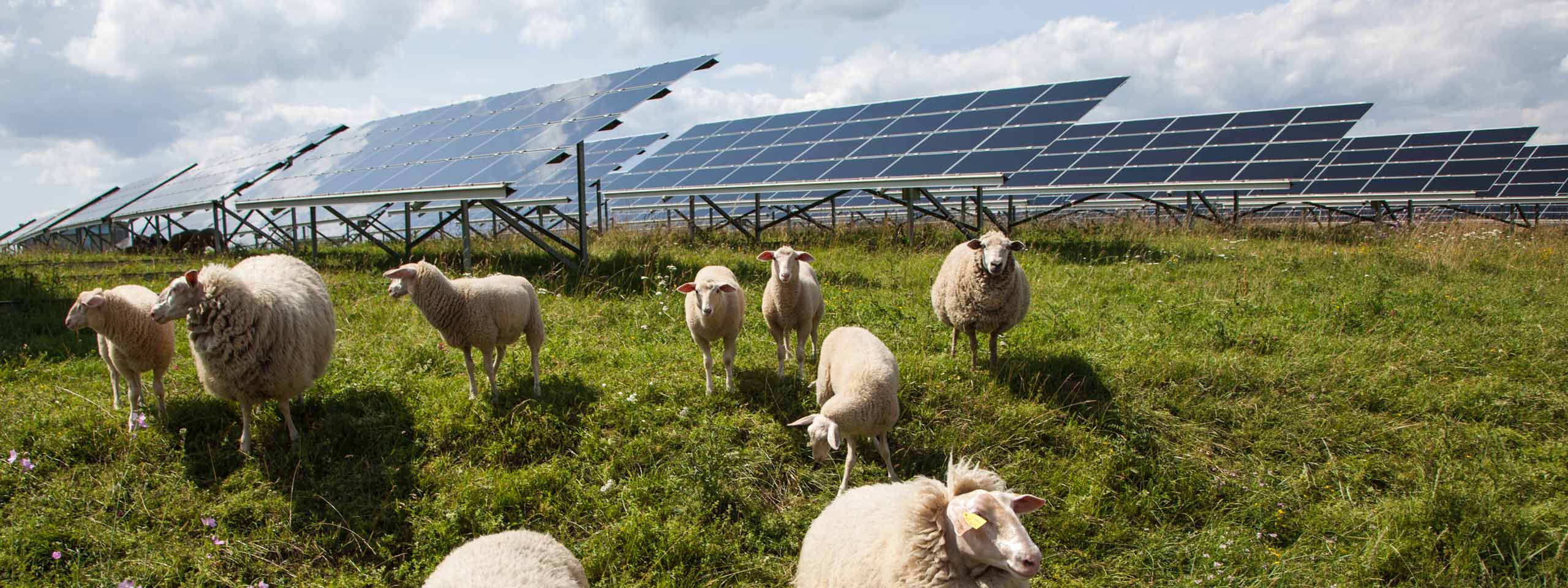 Four sheep are grazing beneath a row of solar panels on a grassy field.