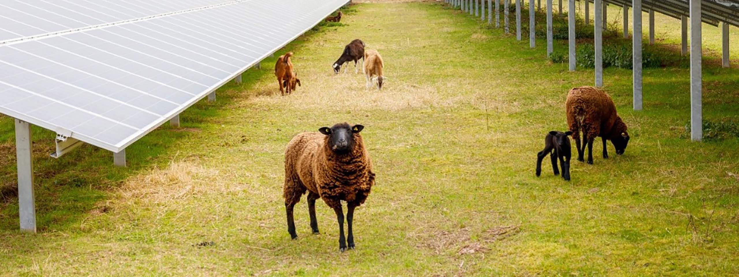 A woolly brown sheep with a black face stands in the foreground beneath rows of white metal solar panels covering a green grassy field.