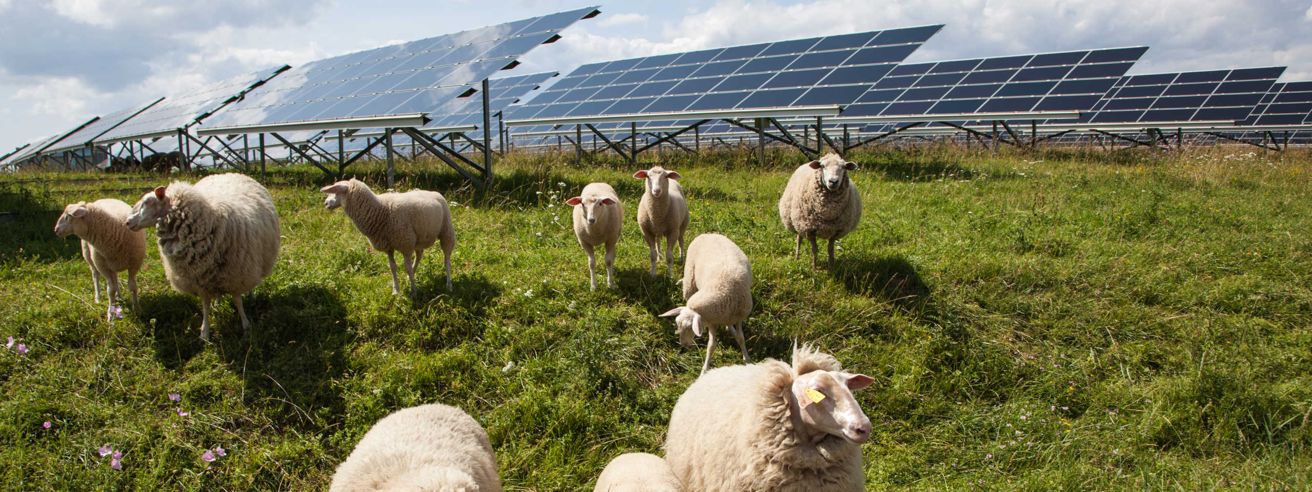 A flock of sheep grazes in a green field near solar panels under a partly cloudy sky.
