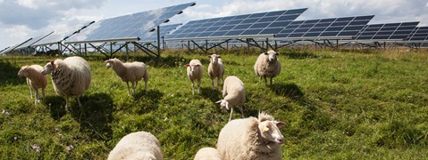 A flock of sheep grazes in a green field near solar panels under a partly cloudy sky.