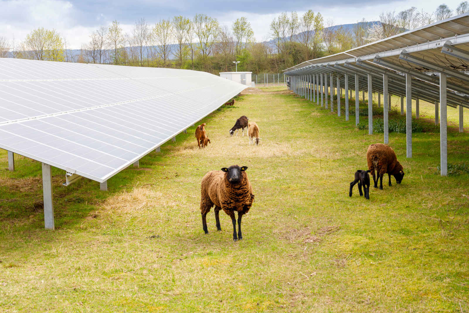 A sheep and a lamb, with goats graze near solar panels in a grassy field, with trees and hill in the background.