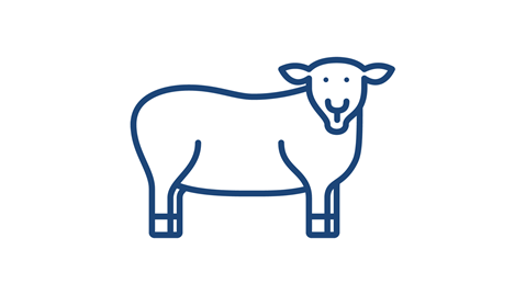 A simple line drawing of a sheep with a rounded body, four legs, and a smiling face.