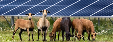 A group of goats grazes in a field near solar panels under a clear sky, showcasing a blend of nature and renewable energy.