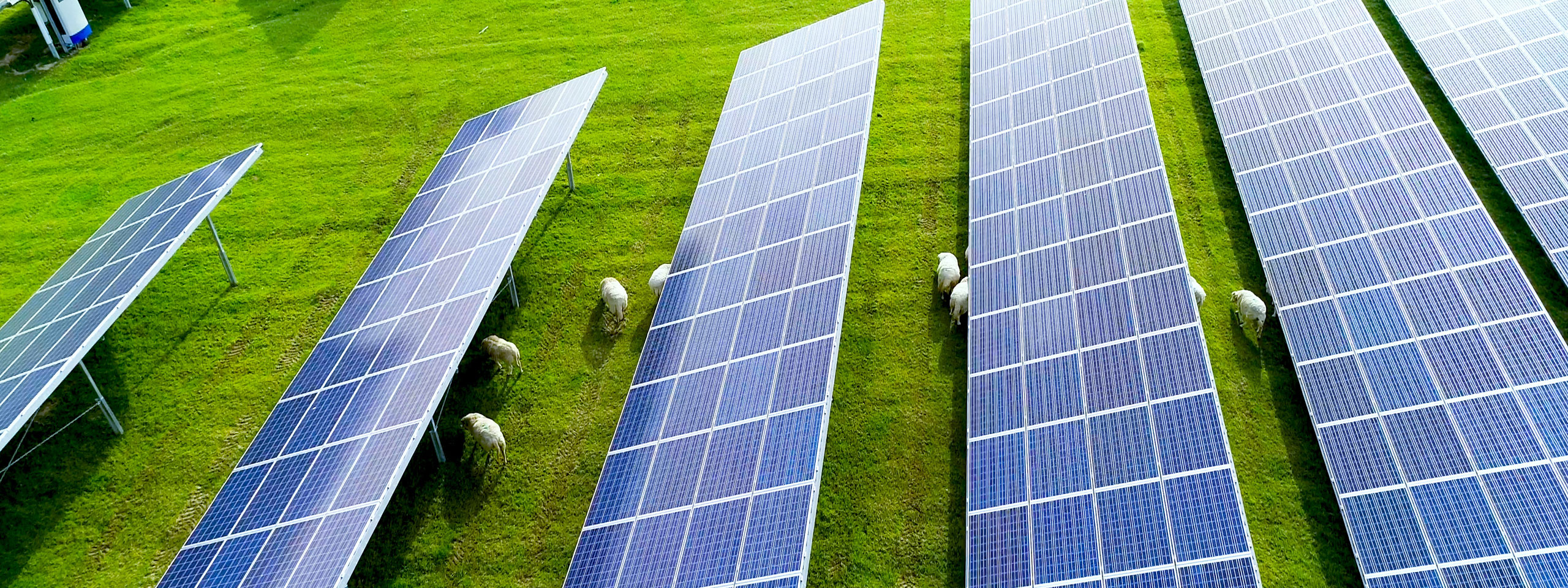 Aerial view of solar panels on green grass with sheep grazing in between the panels.