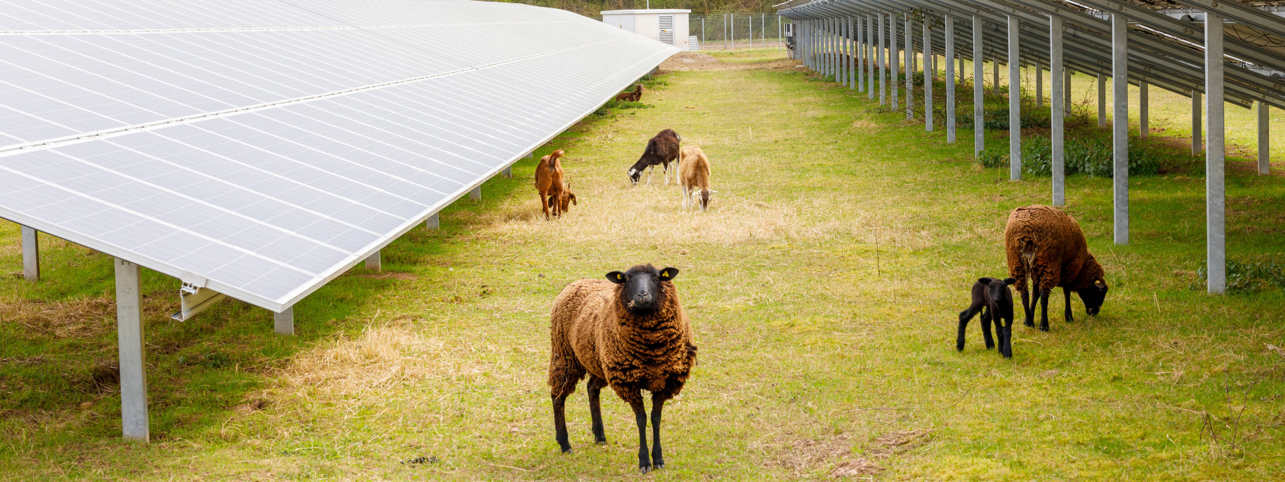 A flock of sheep and goats grazing beneath solar panels on a grassy field.