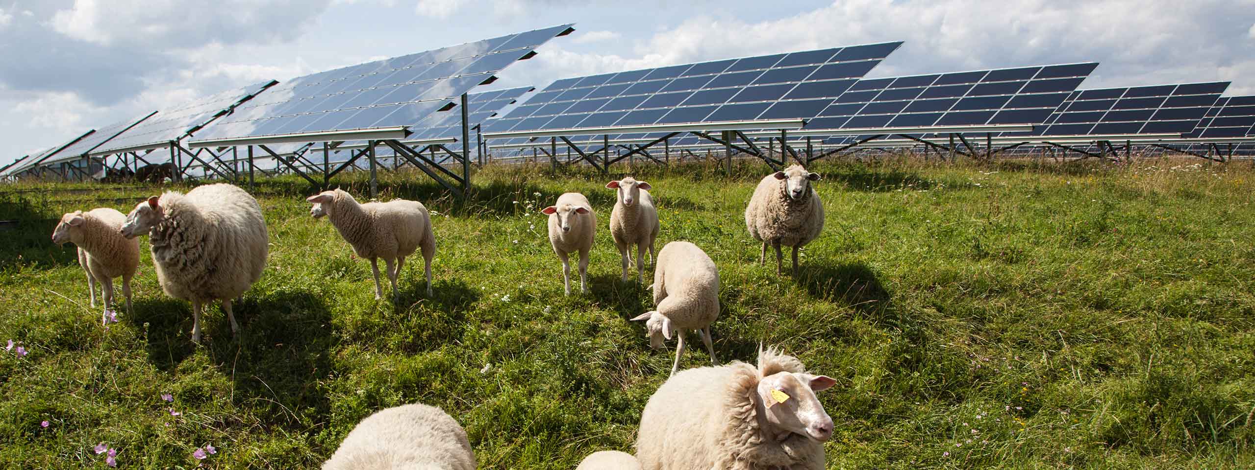A flock of sheep grazing in a green field with solar panels in the background under a partly cloudy sky.