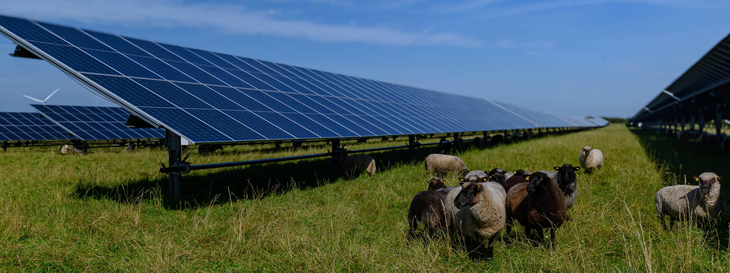 A herd of sheep grazes in a sunny field next to large solar panels under a clear blue sky.
