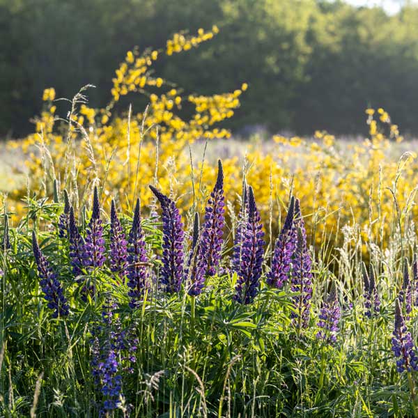 A vibrant field featuring tall purple lupins amidst swaying grasses and bright yellow flowers under a sunny sky.