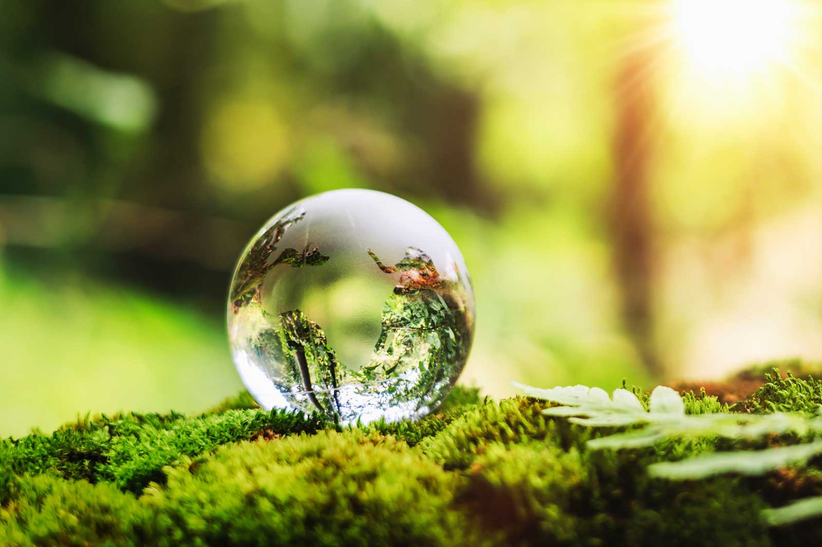 A crystal sphere rests on green moss, reflecting surrounding leaves, with soft sunlight filtering through a blurred background.