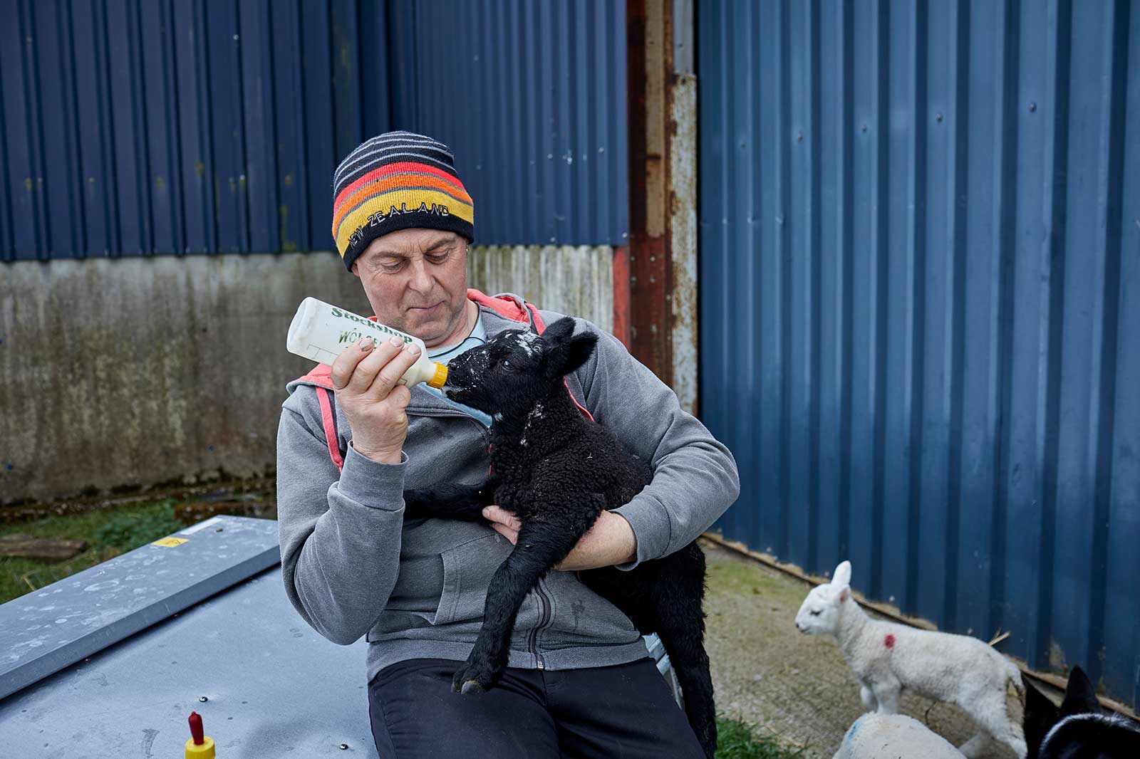 A person feeds a black lamb with a bottle while sitting on a grey surface. Two white lambs are visible in the background.